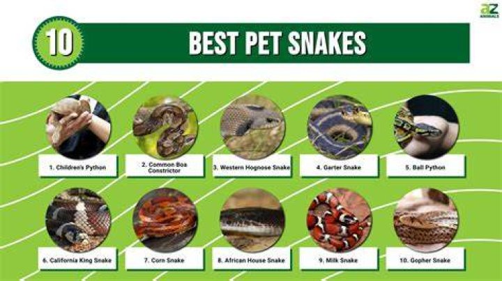 10 Best Pet Snakes AZ Animals