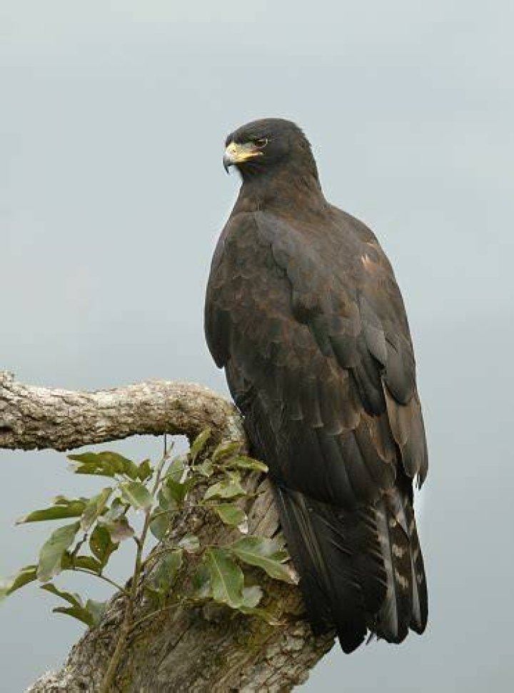 Black Eagle (Ictinaetus malayensis) is a bird of prey. Like all eagles