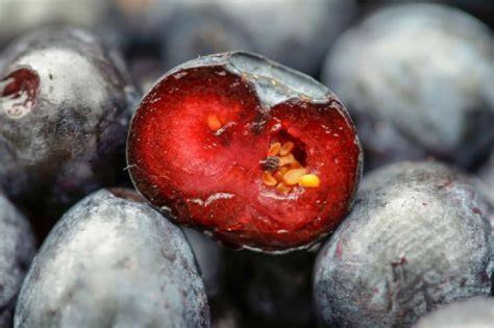 Blueberry Inside Here is a picture of the inside of a blue&hellip; Flickr