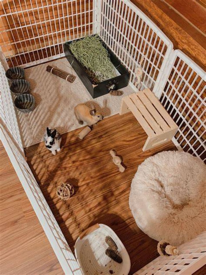 Bunny In A Cage Free Stock Photo Public Domain Pictures