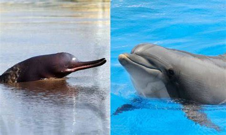Dolphin left with 'horrendous injury' after being struck by boat at