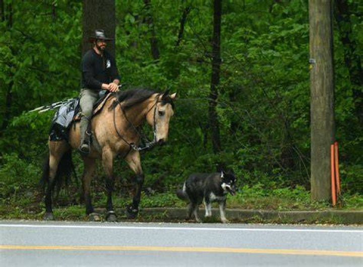 Horse Trips Over Dog Kills Rider How To Own a Horse