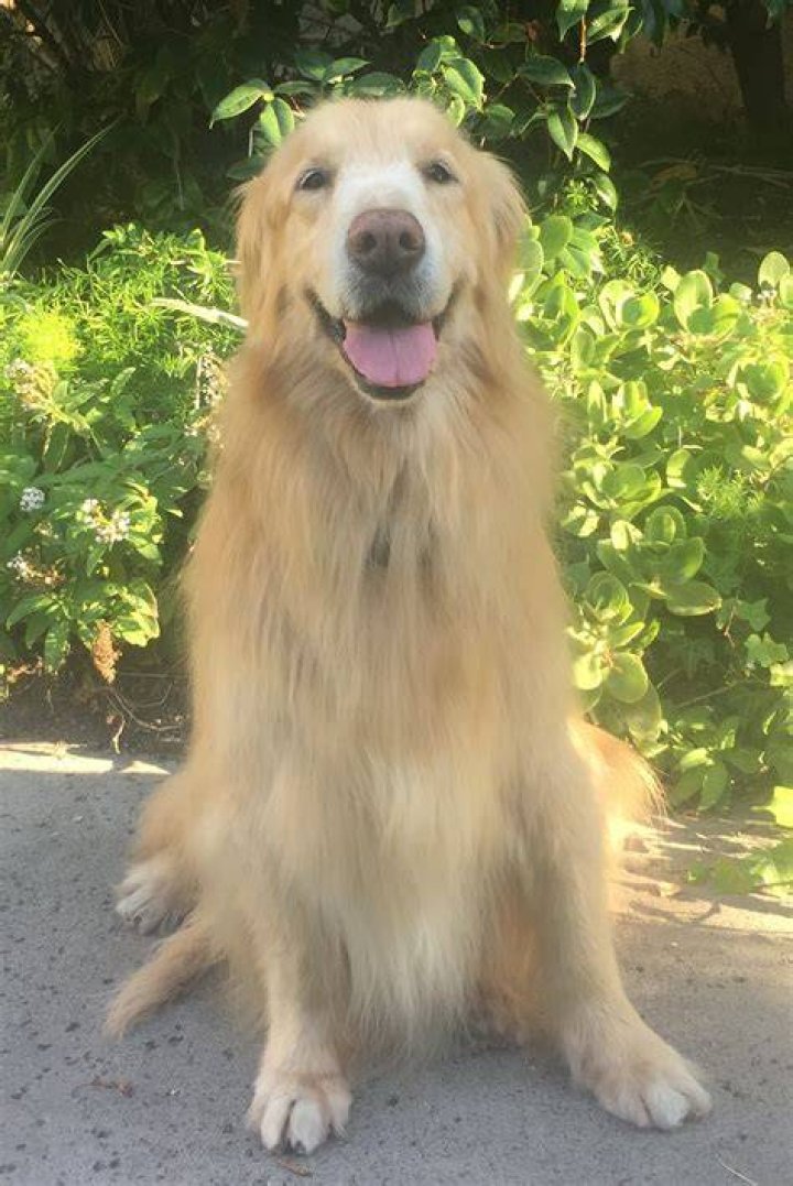 Meet New AHF Pet Partner Macy! The Animal Health Foundation The