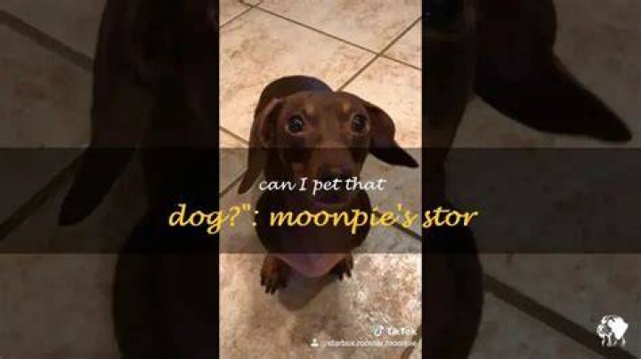 MOONPIE Can I Pet That DOG Moon Posters and Art Prints TeePublic