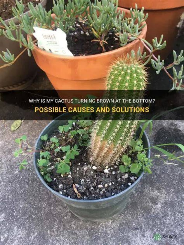 Why Is My Cactus Turning Yellow? (5 Surprising Causes)